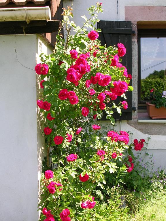 Ferme Auberge A La Colline Ferdrupt Buitenkant foto
